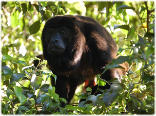 Deep Blue Barrels surfing in Costa Rica Deep Blue Barrels surfing in Costa Rica