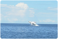 Deep Blue Barrels surfing in Costa Rica