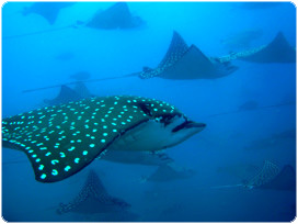 Deep Blue Barrels surfing in Costa Rica Deep Blue Barrels surfing in Costa Rica