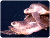 Deep Blue Barrels surfing in Costa Rica